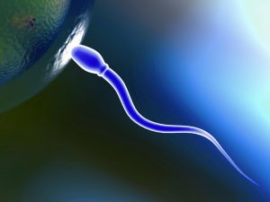 Motilitatea spermatozoizilor